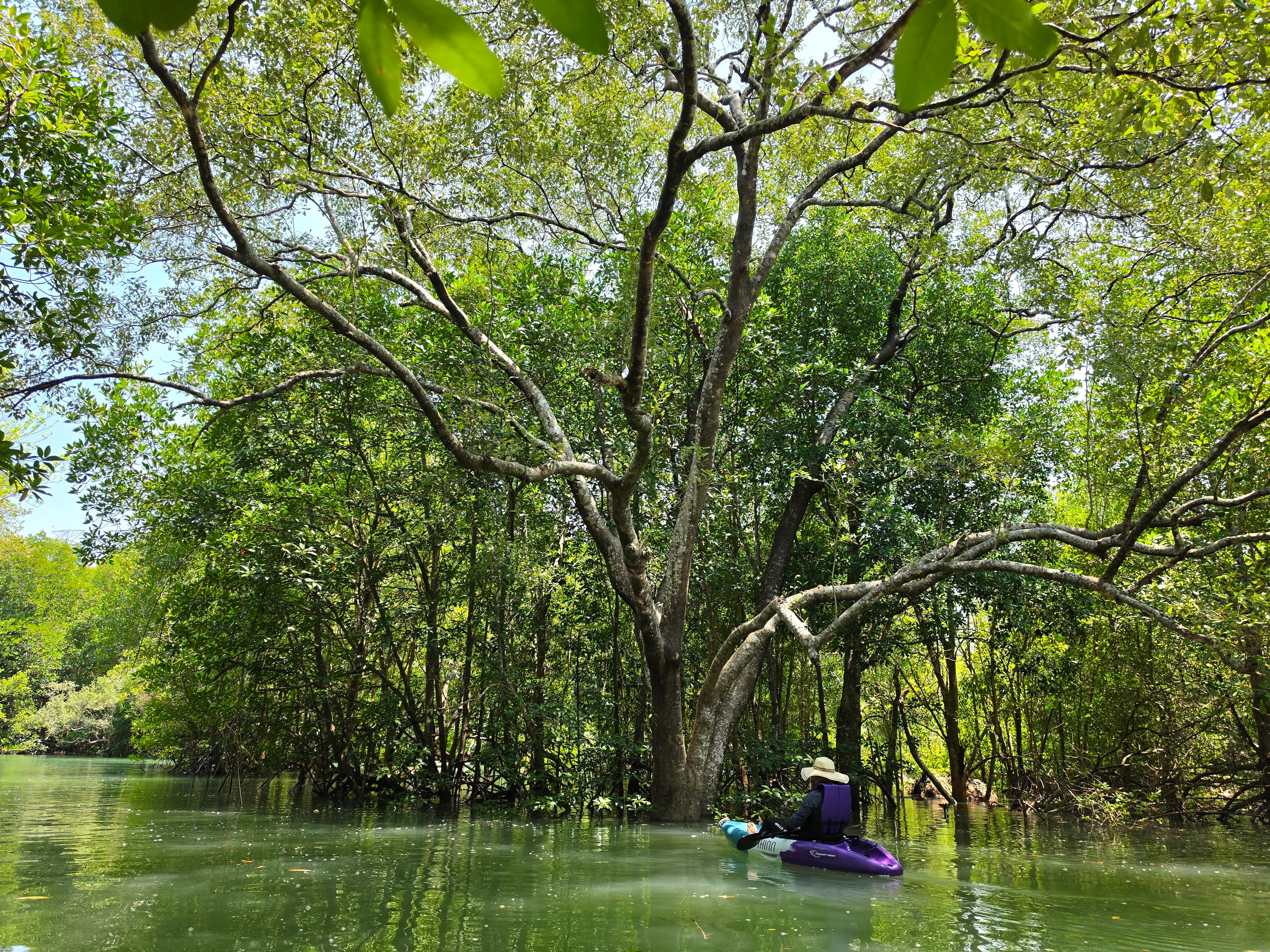Majestic trees in the water