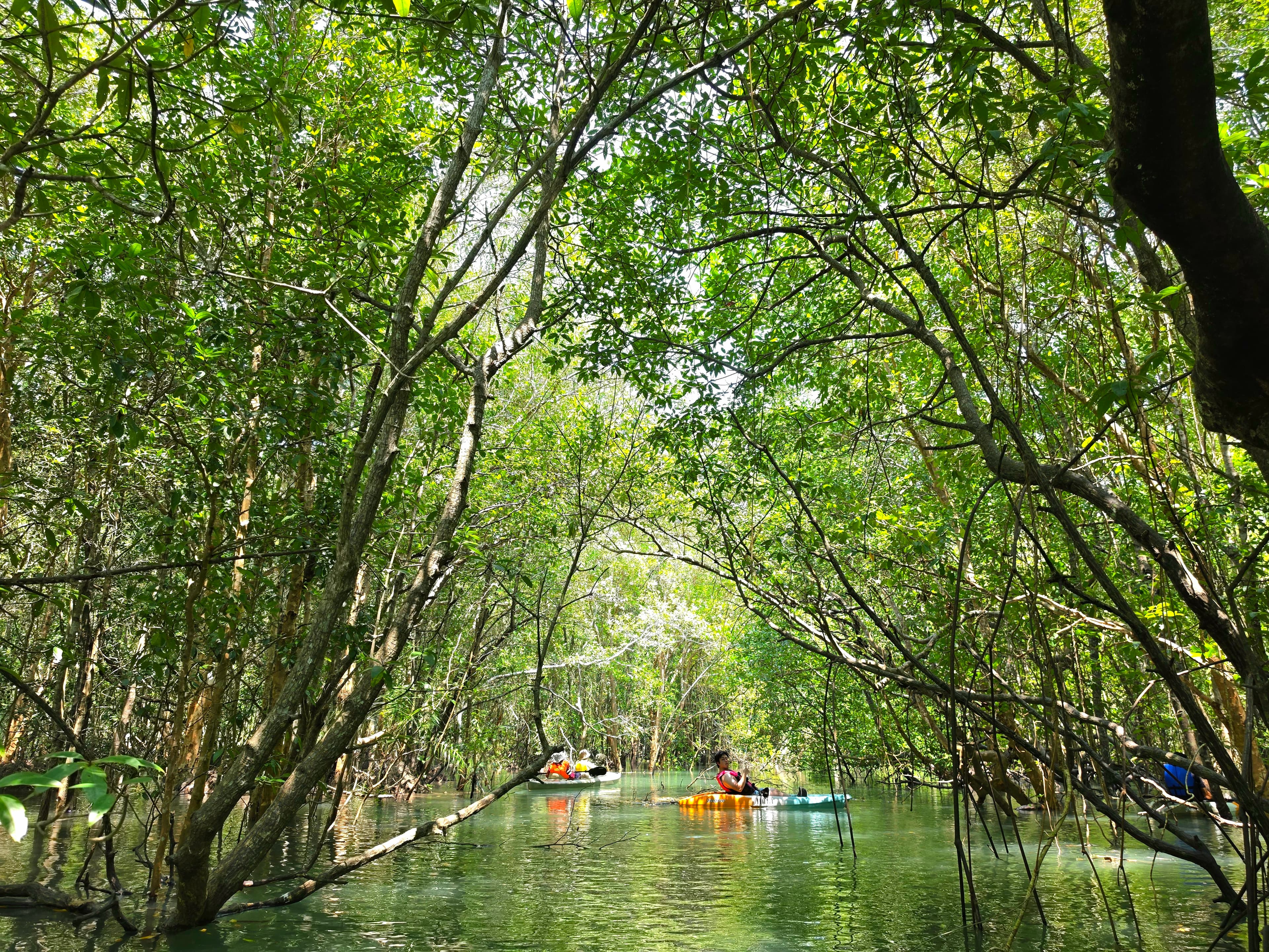 Kayaking through mangrove tunnels